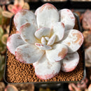 Echeveria Laui 2" Powdery Succulent Plant