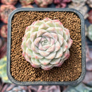 Echeveria 'Pink Bravo' 2" Succulent Plant