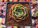 Echeveria 'Bordeaux' 2" Succulent Plant