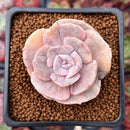 Echeveria 'Lilacina' Mutated 1"-2" Succulent Plant