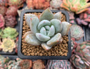 Echeveria 'Ivory' 1" Powdery Succulent Plant