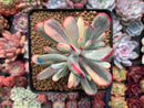 Cotyledon 'Orbiculata' Variegated 4" Succulent Plant