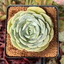 Echeveria 'Mont Blanc' 2"-3" Succulent Plant
