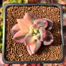 Pachyveria 'Oviferum Shireiden' Variegated 1" Succulent Plant