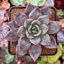 Echeveria 'Purple Champaign' 3" Succulent Plant