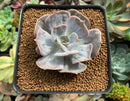 Echeveria 'Lilacina' Marble Variegated 2"-3" Succulent Plant