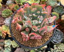 Echeveria 'Trumpet Pinky' 5" Large Succulent Plant