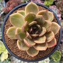 Echeveria 'Champaign' 3" Succulent Plant