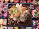 Echeveria Agavoides 'Spicy' Cluster 2" Succulent Plant