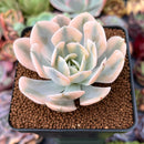 Echeveria Runyonii Variegated (Aka Echeveria 'Akaihosi' Variegated) 2" Succulent Plant