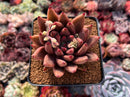 Echeveria Agavoides 'Pysche 3"-4" Succulent Plant