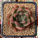 Echeveria Agavoides 'Alvaroz' 2" Succulent Plant