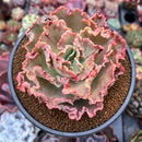 Echeveria 'Cleopatra' 4" Succulent Plant