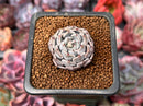 Echeveria 'Grayrosa' 1" Succulent Plant