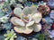 Echeveria 'Slimeball' 3" Succulent Plant