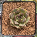 Echeveria Agavoides 'Black Rose' 2" Succulent Plant