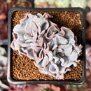 Echeveria 'Crispate Beauty' 2" Double-Headed Cluster Succulent Plant