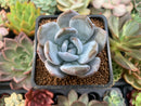 Echeveria 'Ivory' Selected Clone 2" Succulent Plant