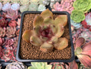 Echeveria Agavoides 'Rose Queen' 2" Succulent Plant