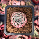 Echeveria 'Morricone' 1" Succulent Plant