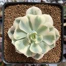Echeveria 'Compton Carousel' 2"-3" Succulent Plant