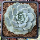 Echeveria 'Rosalina' 2" Succulent Plant