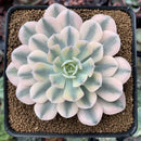 Echeveria Runyonii Variegated (Aka Echeveria 'Akaihosi' Variegated) 3" Succulent Plant