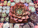Echeveria Agavoides sp. Succulent Plant