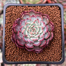 Echeveria 'Sarahime' 1" Succulent Plant