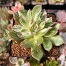 Echeveria Agavoides 'Star Boss' 2"-3" Succulent Plant