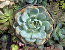 Echeveria 'Orange Monroe' 4" Succulent Plant
