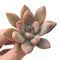 Graptoveria ‘Opalina‘ Variegated 3” Rare Succulent Plant