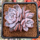 Echeveria 'Lulu' 2" Succulent Plant