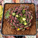 Echeveria 'Scorpio' 2" Succulent Plant