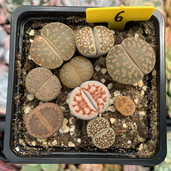 Collection of Lithops 2" (x9 Lithops)