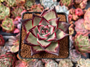 Echeveria Agavoides 'Ebony' Hybrid 3" Succulent Plant