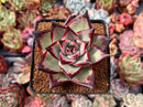 Echeveria Agavoides 'Ebony' Hybrid 3" Succulent Plant