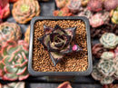 Echeveria Agavoides 'Black Ebony' 1" *Cutting* Succulent Plant