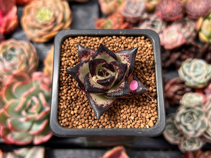 Echeveria Agavoides 'Black Ebony' 1