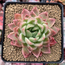 Echeveria Agavoides 'Natalia' 3" Succulent Plant