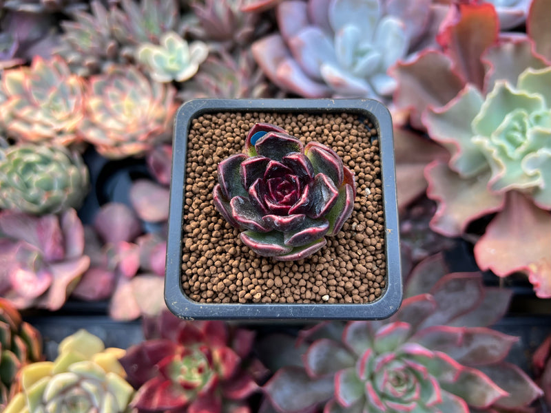 new succulents Echeveria 'Fushike' 1" New Hybrid Succulent Plant – True Succulents Plant Co