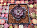 Echeveria 'Black Tan' 1" Succulent Plant