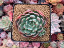 Echeveria 'Nanahukumini' 2"-3" Succulent Plant