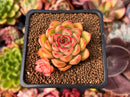 Echeveria Agavoides 'Arcane' 1" Succulent Plant