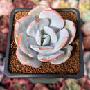 Echeveria 'Cream Tea' 2" Powdery Succulent Plant