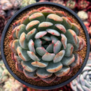 Echeveria 'Starmark' 4" Succulent Plant