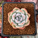 Echeveria 'Phantom of Pink' 2" Powdery Succulent Plant
