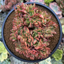Echeveria 'Yanggishima' 4" Crested Succulent Plant