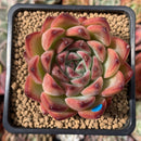 Echeveria Agavoides 'Fire Pillar' 2"-3" Succulent Plant