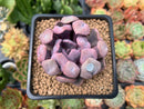 Echeveria 'Cupid' 2" Succulent Plant